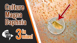 How to culture DAPHNIA MAGNA  The easy way [upl. by Thilde122]