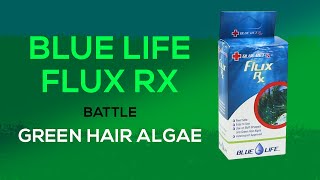 Fluconazole for Green Hair Algae amp Bryopsis How To Treat Your Tank with Flux Rx from Blue Life USA [upl. by Isborne]