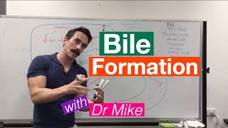 Bile Synthesis and Function [upl. by Nagaek576]