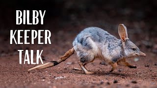 Greater Bilby Keeper Talk at Taronga Zoo Sydney [upl. by Navonoj]