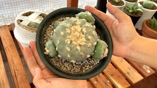 Unboxing Lophophora Fricii Ibo [upl. by Eelessej863]