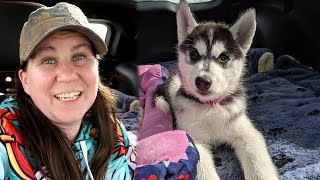 Our New Siberian Husky Puppy [upl. by Hctub]