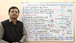 Diabetes Mellitus Part10 Mechanism of Action of Sulfonylurease  Antidiabetic Drugs  Diabetes [upl. by Armington]