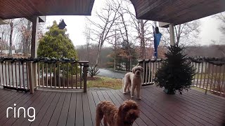 Watch These Pups’ Reaction When Their Owner Talks to Them on Ring Video Doorbell  RingTV [upl. by Ahscrop]