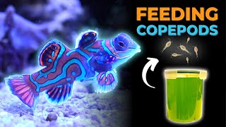 Harvesting Copepod Culture to Feed Mandarin Dragonet  Blue Reef Tank [upl. by Darees]