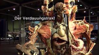 Körperwelten von Prof Gunther von Hagens [upl. by Lehman]