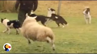 Sheep Plays With Dogs  The Dodo [upl. by Alrad]