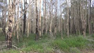 Melaleuca Collecting Seeds for Propagation [upl. by Atnoled]