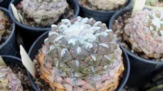 Cacti and Succulents Rare and unusual [upl. by Maillw]