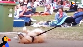 Dog PLAYS DEAD to Avoid Going Home While Park Crowd Watches  The Dodo [upl. by Lukas]