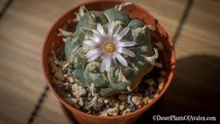 How to grow amp care for Lophophora williamsii  The Peyote Cactus [upl. by Gilford593]