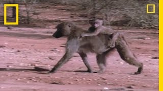 Can Baboons Read  National Geographic [upl. by Iorgo]