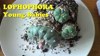 Plant Traveller Lophophora williamsii How to re pot young peyote cactus [upl. by Ettegroeg]