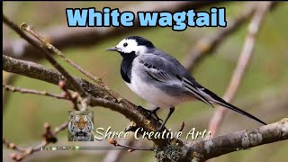 White wagtail [upl. by Hodge]