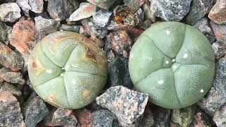 POC Harvested Lophophora timelapse [upl. by Celestina685]