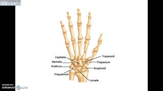 Overview of UL 1  Bones and Joints of Upper Limb  Dr Ahmed Farid [upl. by Coy]