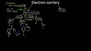 Electron Transporters NADH and FADH2 [upl. by Romelda345]