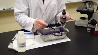 How to Perform a Simple Stain  MCCC Microbiology [upl. by Nai]