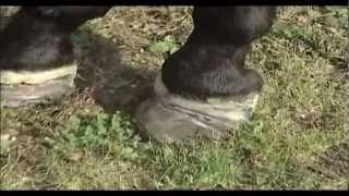 Equine Laminitis 2012 Update Part 2 from the Animal Health Foundation [upl. by Imeon]