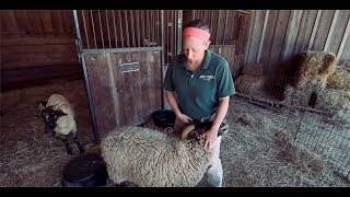 TRADITIONAL 18th Century Sheep Shearing [upl. by Kacie]