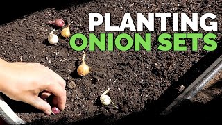 Planting Onion Sets What to Watch Out For [upl. by Mikkel]