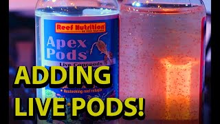 Adding Live Pods To Your Reef Tank \\ Reef Nutritions Live Copepods [upl. by Ethelyn]