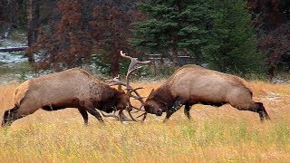 Largest Bull Meets His Match during the Elk Rut [upl. by Trakas]