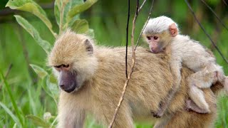 How Baby Baboons Are Adept at Getting Around [upl. by Mignonne187]