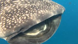 Swimming with Whale Sharks [upl. by Ttegirb]