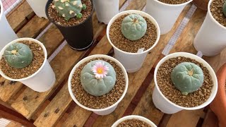 Lophophora and Ariocarpus  Greenhouse tour [upl. by Akcimat]