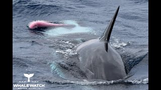 Killer Whales Mating [upl. by Tillfourd]