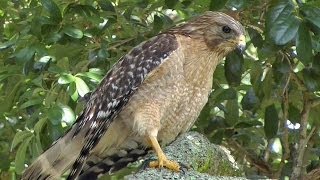 RedShouldered Hawk Calls amp Hunts FYV [upl. by Nabala]