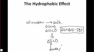 The Hydrophobic Effect [upl. by Henning]