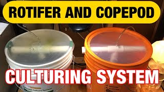 Rotifer and Copepod Culturing System How to raise rotifers and copepods [upl. by Cia]