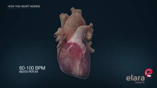 Heart in 3D Animation How the Heart Works [upl. by Trever853]