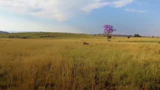 The Cradle of Humankind  National Geographic [upl. by Ydnarb]