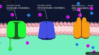 Action Potential in the Neuron [upl. by Manella]