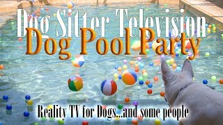 Dog Pool Party  Reality TV for Dogs [upl. by Asiuqram]