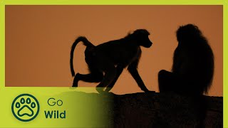 Baboons  Africas Wild Wonders  Go Wild [upl. by Akeryt]