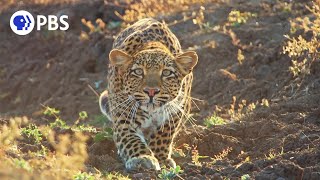 Leopard Hunts Baboon in Broad Daylight [upl. by Lumbye]