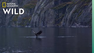 WhiteTailed Eagles Fight Over Fish  Wild Nordic [upl. by Acina869]