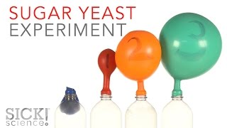 Sugar Yeast Experiment  Sick Science 229 [upl. by Anawit58]