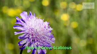 Scabious Growing Guide by GardenersHQ [upl. by Oremor]