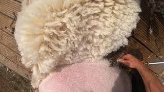 How to shear sheep go pro view [upl. by Crandall]