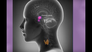 Removing a thyroid cancer tumour at London Bridge Hospital [upl. by Breed47]