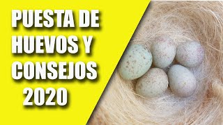 CRIA CANARIOS PUESTA DE HUEVOS Y CONSEJOS 2020 [upl. by Hoye]