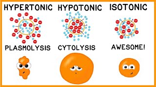 Hypertonic Hypotonic and Isotonic Solutions [upl. by Eniamrahs]