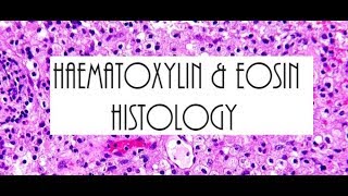 Haematoxylin and Eosin Staining HampE Histology [upl. by Ash]