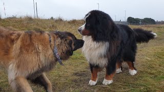 A LEONBERGER AND BERNISE MOUNTAIN DOG PLAYING 🐕 [upl. by Fawnia]