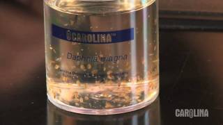 How to Care for Daphnia [upl. by Oalsinatse]